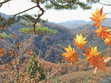 打胎药网店购买50岁吃打胎药能行吗（50岁打胎危险吗）